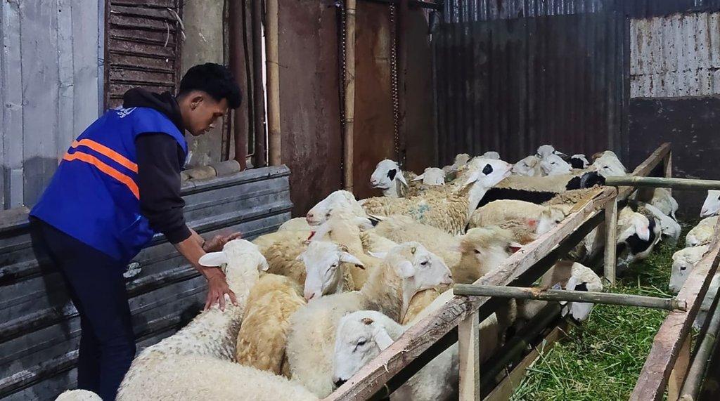 Pastikan Sesuai Syariat, DT Peduli Bandung Lakukan Quality Control Hewan Qurban di CV. Zaelani  - Cover Image